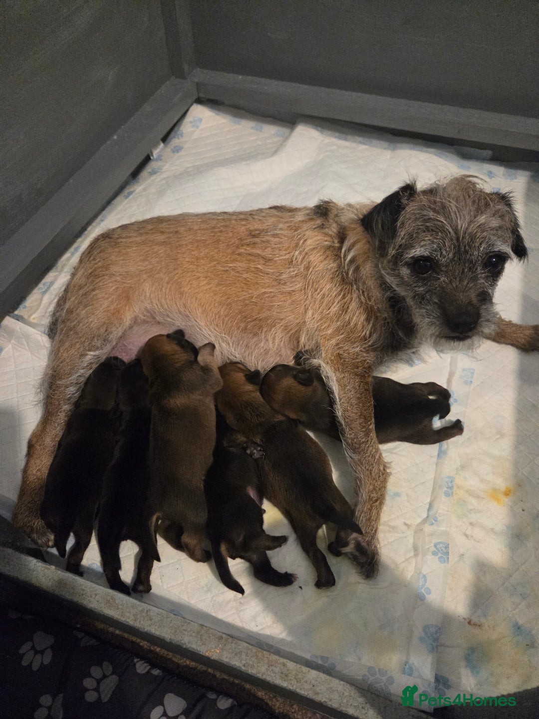 Border Terrier dogs for sale: Border terrier for sale  - Advert 2