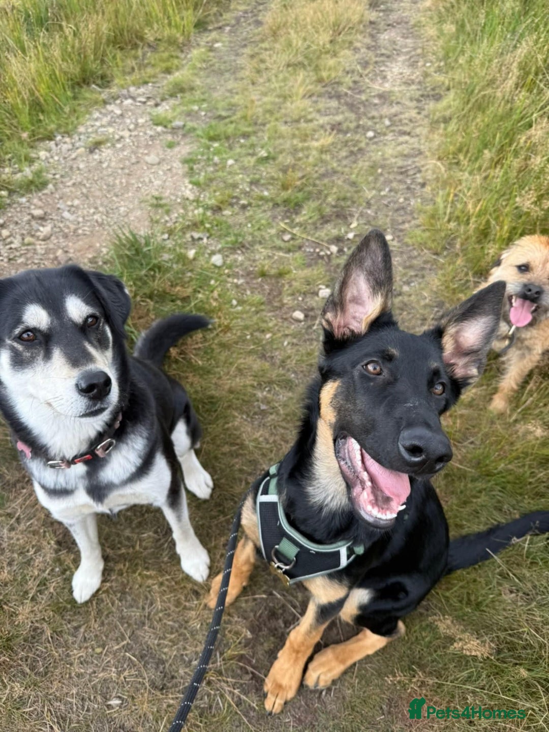 German Shepherd dogs for sale: German Shepard puppy  - Advert 3