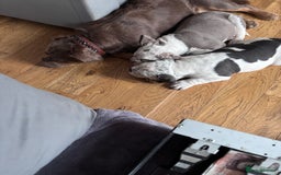 Mixed Breed dogs for sale: Old English x mammutt bulldogs for sale  - Image 7