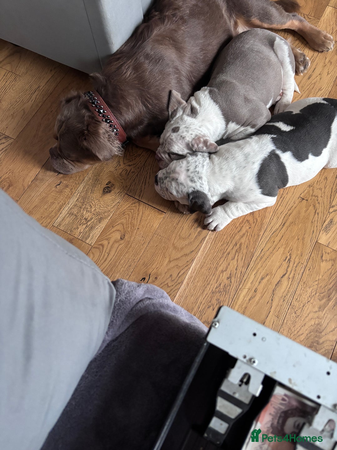 Mixed Breed dogs for sale: Old English x mammutt bulldogs for sale  - Image 7