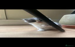 Ragdoll cats for sale: Ragdoll British shorthair kittens - Image 3