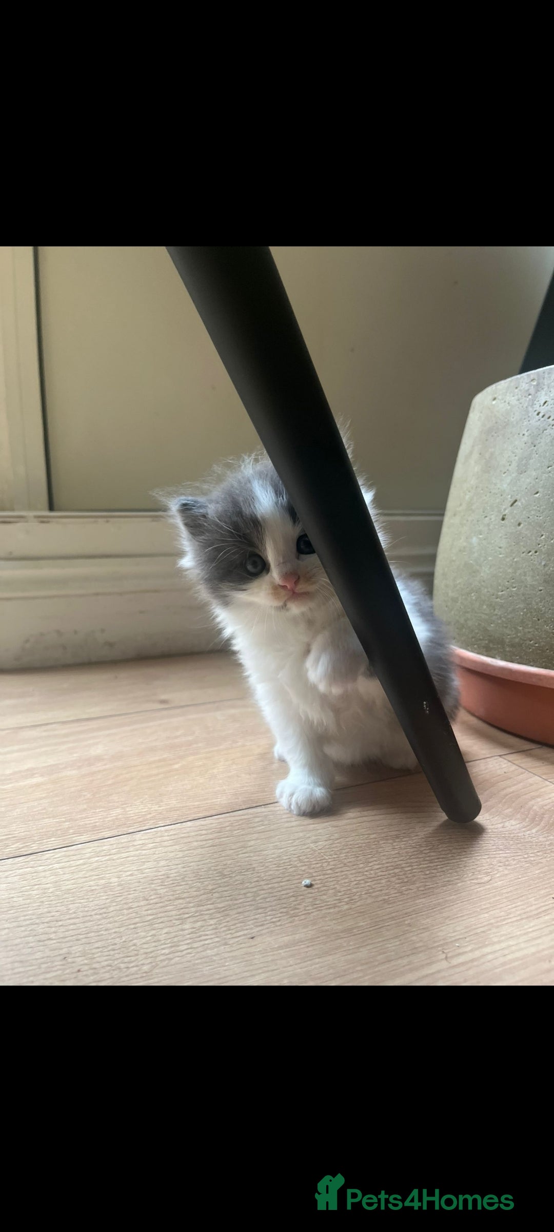 Ragdoll cats for sale: Ragdoll British shorthair kittens - Image 3