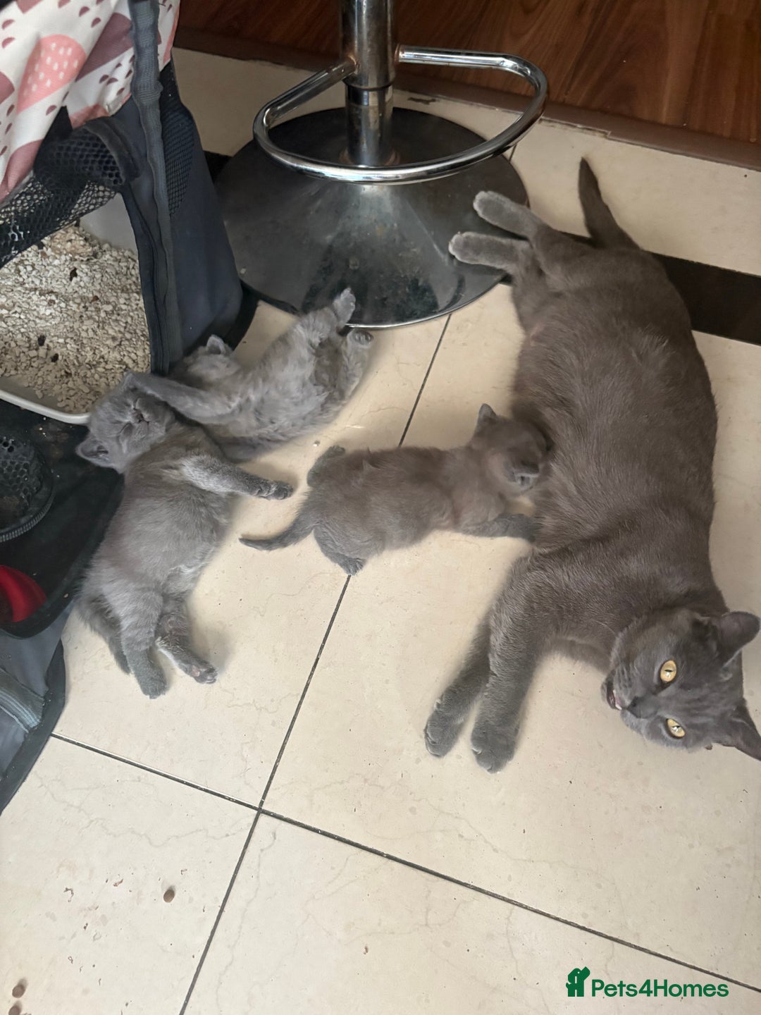 British Shorthair cats for sale: British Shorthair kittens  - Advert 22