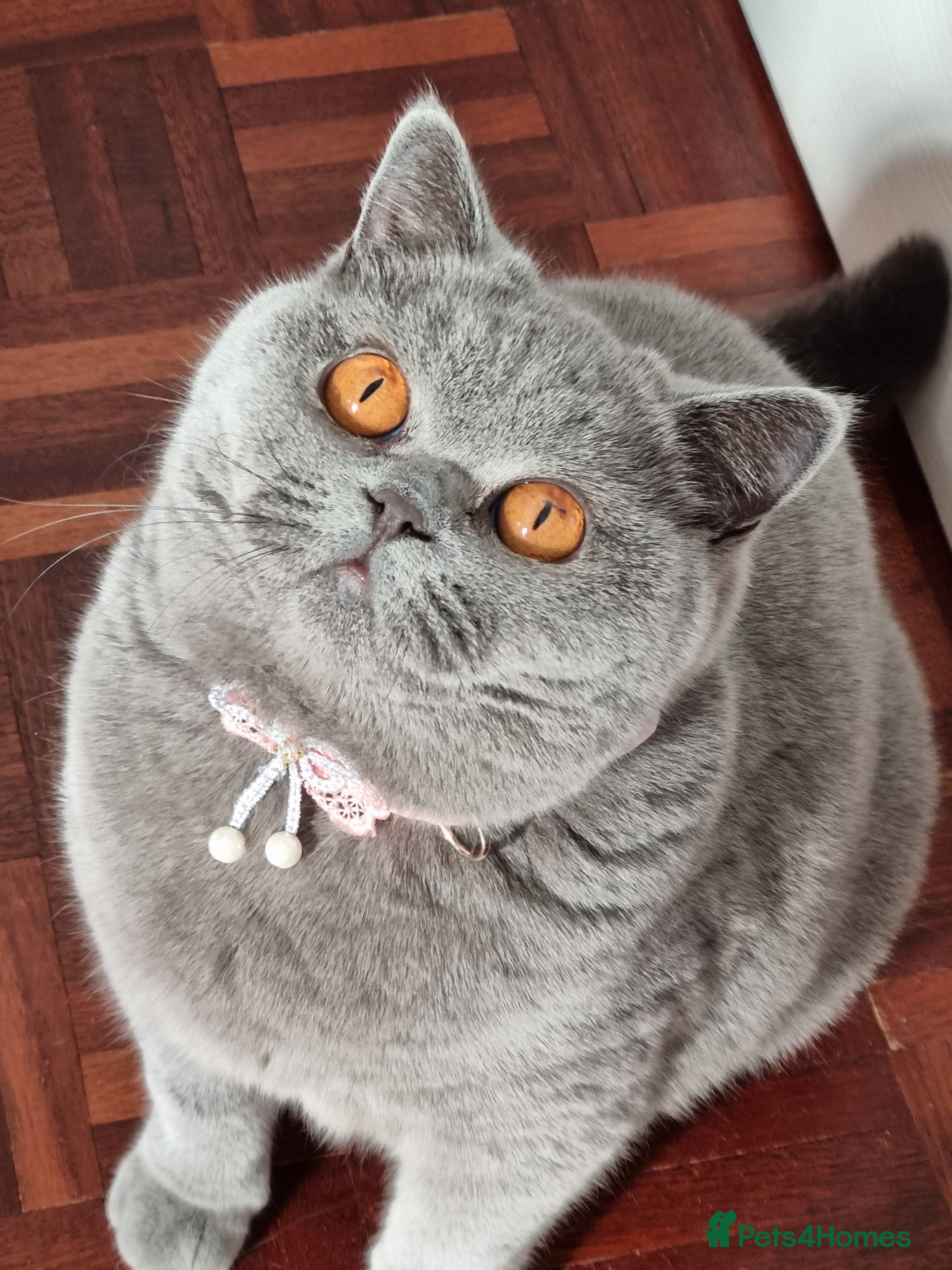 British Shorthair cats Beautiful blue girl British Shorthair.  - Advert 2