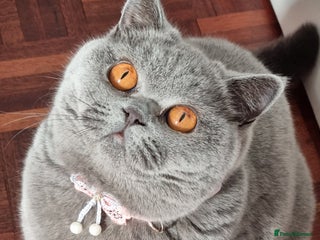 British Shorthair cats Beautiful blue girl British Shorthair. - Advert 2
