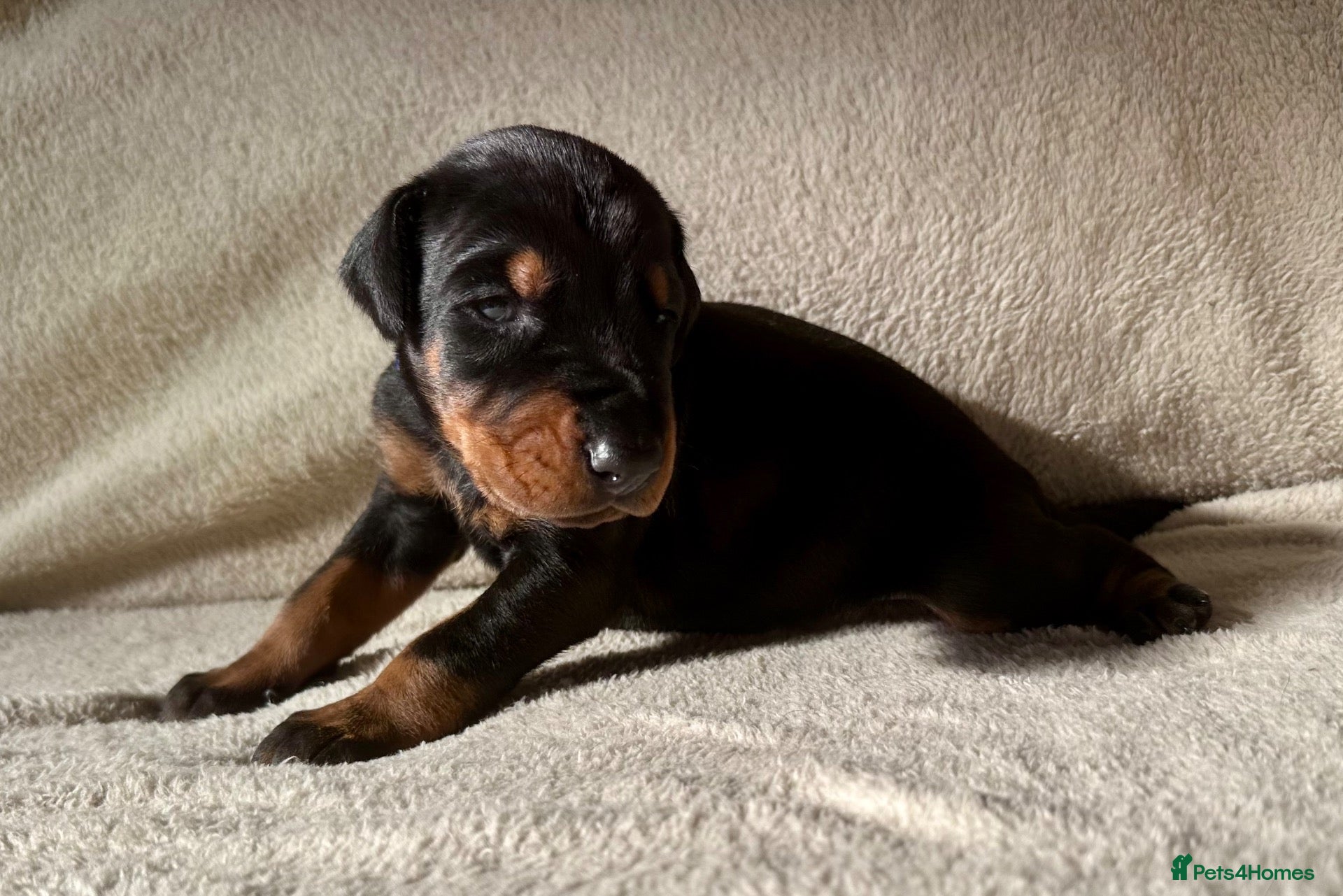 Dobermann dogs KC registered MALE Doberman puppies - Advert 1