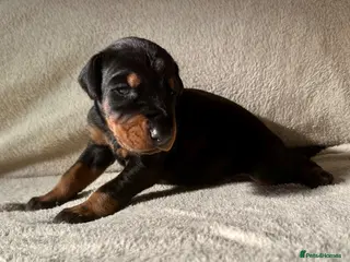 Dobermann dogs KC registered MALE Doberman puppies - Advert 1