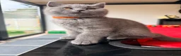 British Shorthair cats for sale: 2 BOYS AVAILABLE - GCCF BSH Kittens - Advert 11
