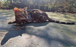 Bengal cats for stud: Bengal cat for stud, Fabio. in Peterborough - Image 11