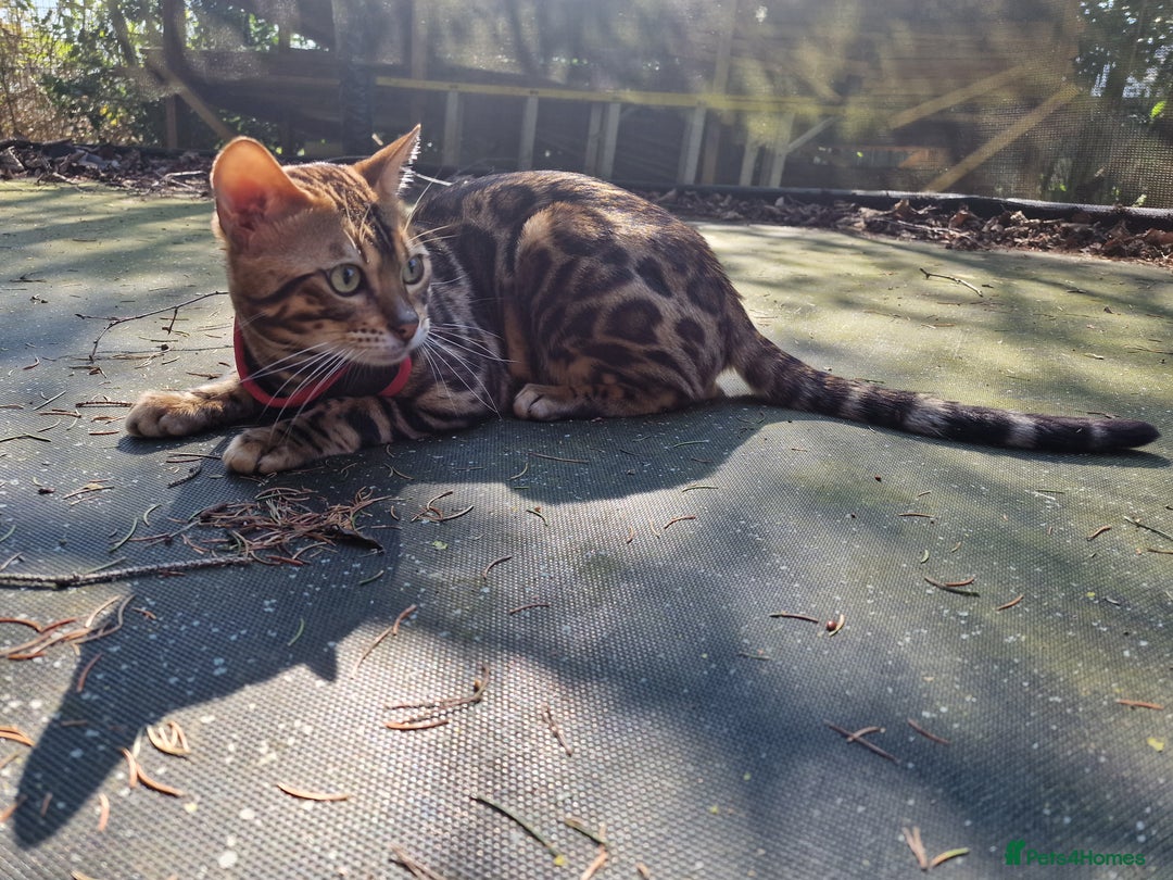 Bengal cats for stud: Bengal cat for stud, Fabio. in Peterborough - Image 11