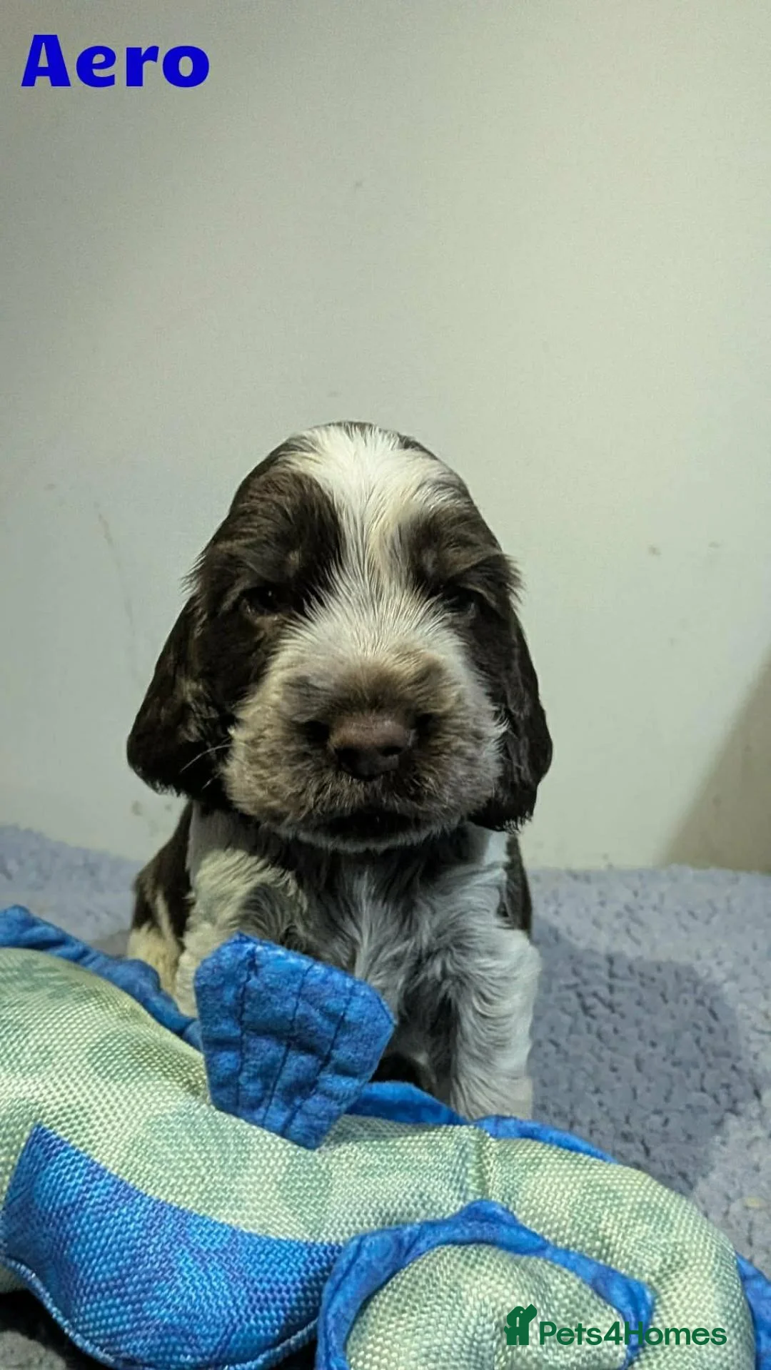 Cocker Spaniel dogs for sale: Beautiful Show Cocker Spaniel Puppies  - Advert 2