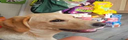Labrador Retriever dogs for sale: Marely  in Oldham - Advert 3