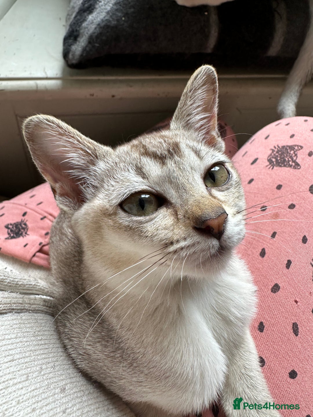 Burmese cats for sale: GCCF reg Pedigree Kittens - Image 13
