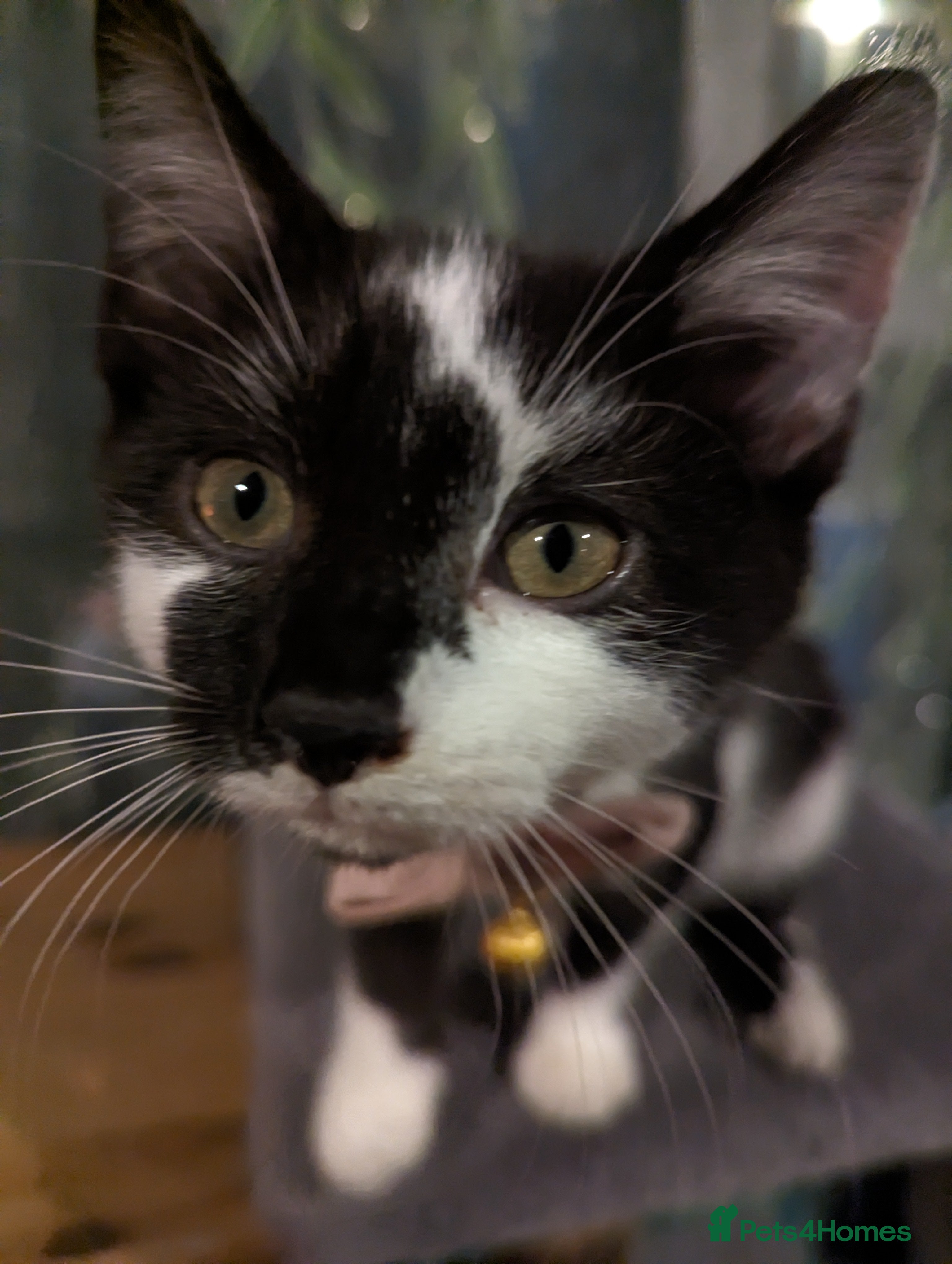 Domestic Shorthair cats Dinky - female  - Advert 4