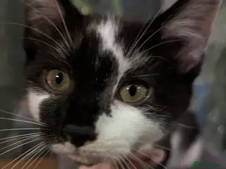 Domestic Shorthair cats Dinky - female - Advert 1