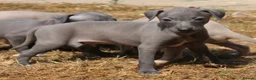 Italian Greyhound dogs for sale: Ready now, only 1 left. KC Reg Italian Greyhound - Advert 10