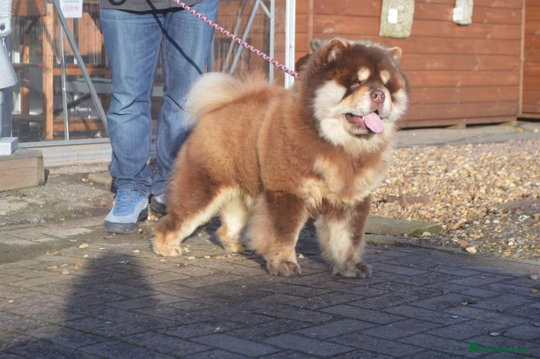 Chow Chow dogs for stud: Chocolate and tan chow chow - Advert 1