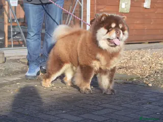 Chow Chow dogs Chocolate and tan chow chow - Advert 5