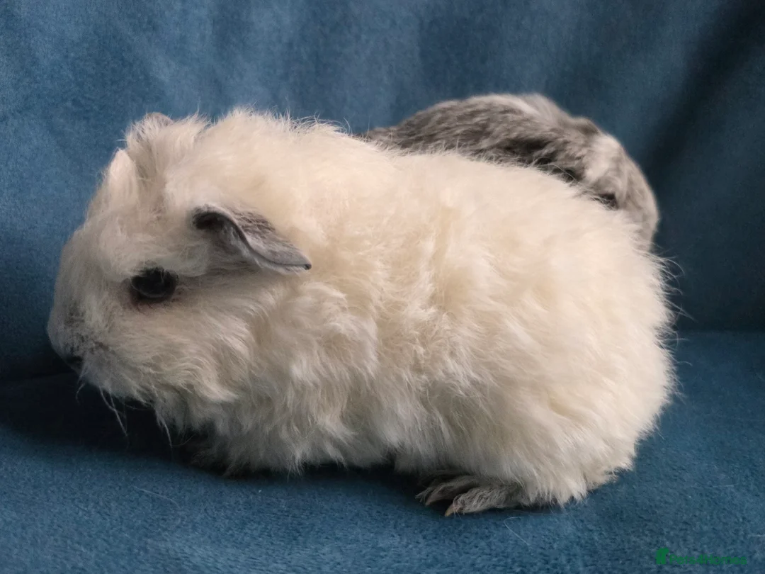 Guinea Pig rodents for sale: Mother & 2 daughters Swiss long haired californian - Advert 8