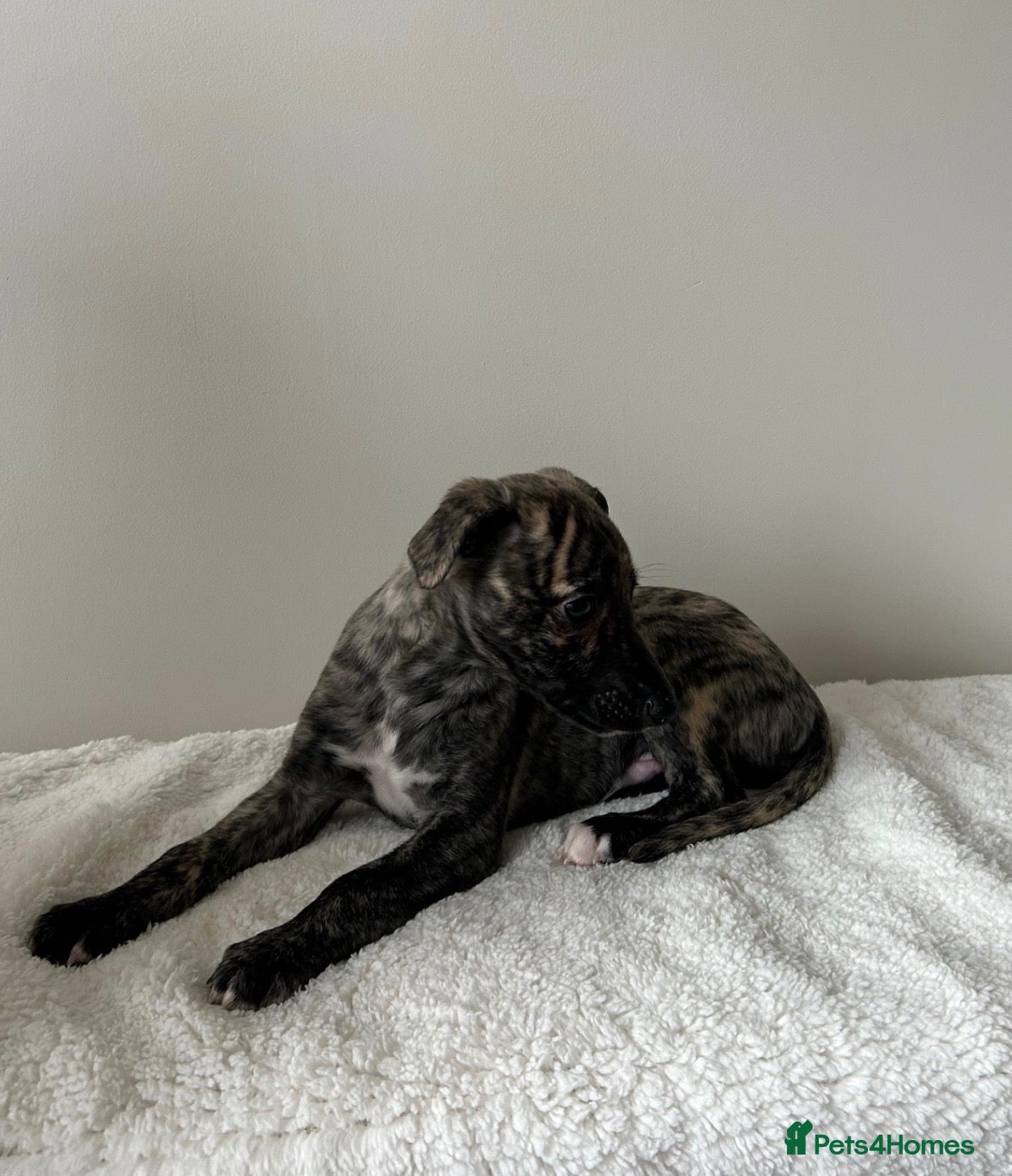 Whippet dogs Beautiful Whippet Puppies  - Advert 2