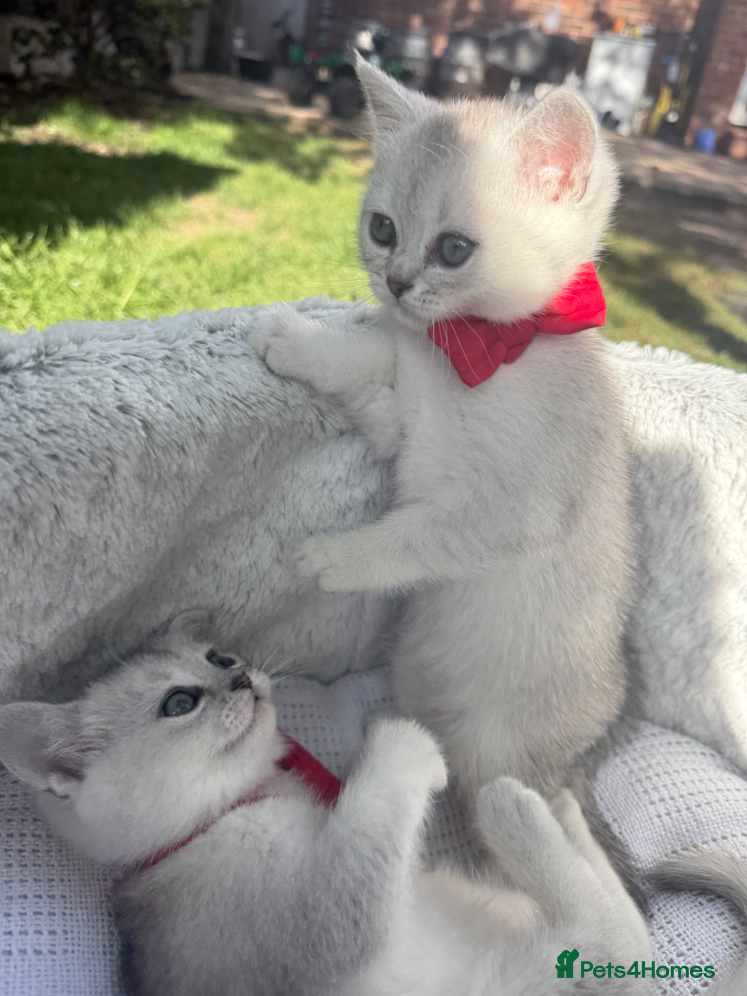 Scottish Fold cats for sale: Scottish Fold - Advert 5