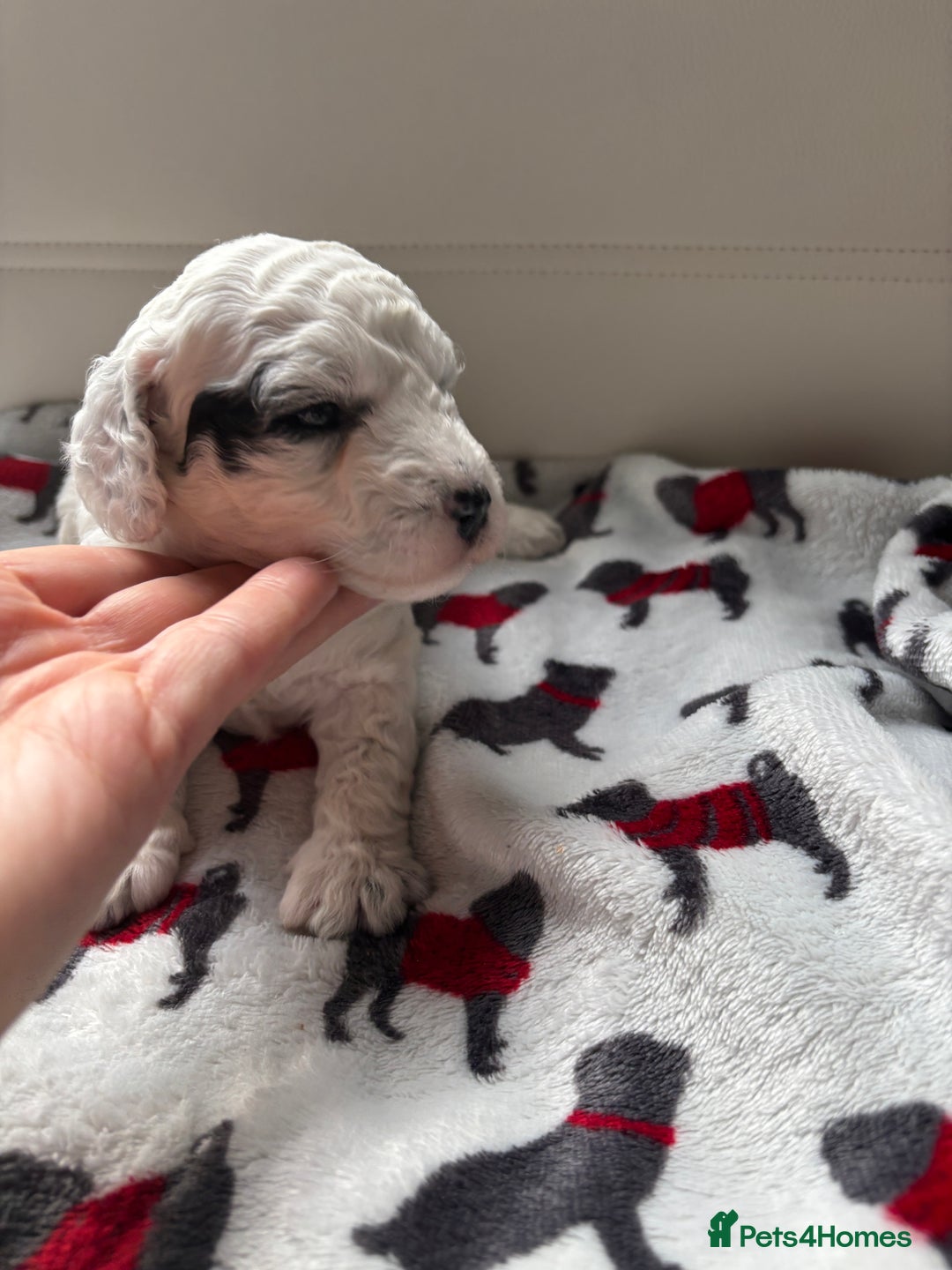 Cockapoo dogs for sale: Adorable F2 Cockapoo Puppies - First Litter  - Advert 25