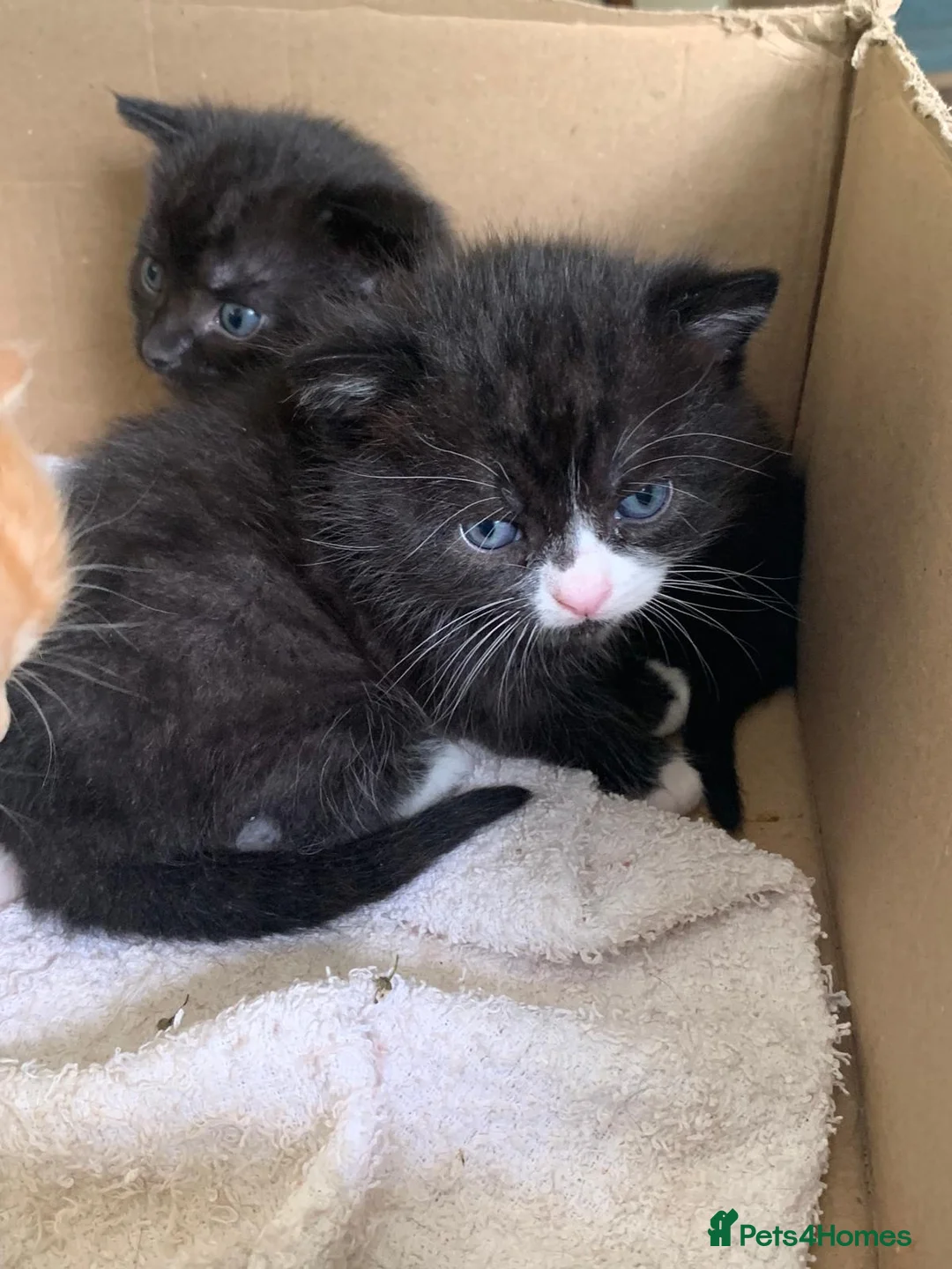 Ragdoll cats for sale: Kittens from loving country cottage home  - Advert 2