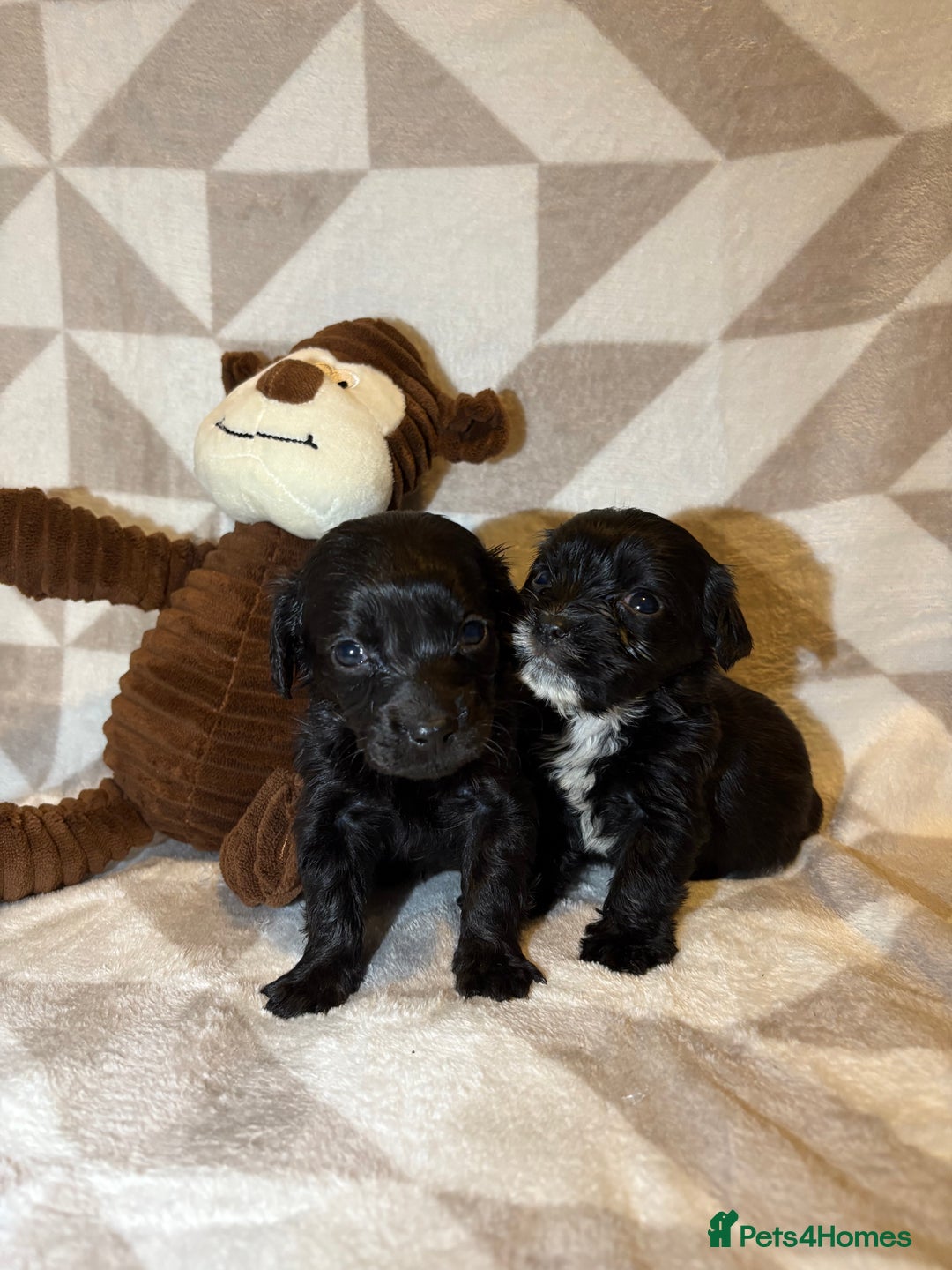Cockapoo dogs for sale: Stunning cockapoo puppies  - Advert 6