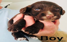 Cockapoo dogs for sale: DNA tested cockapoo puppies ready 27th October - Image 10