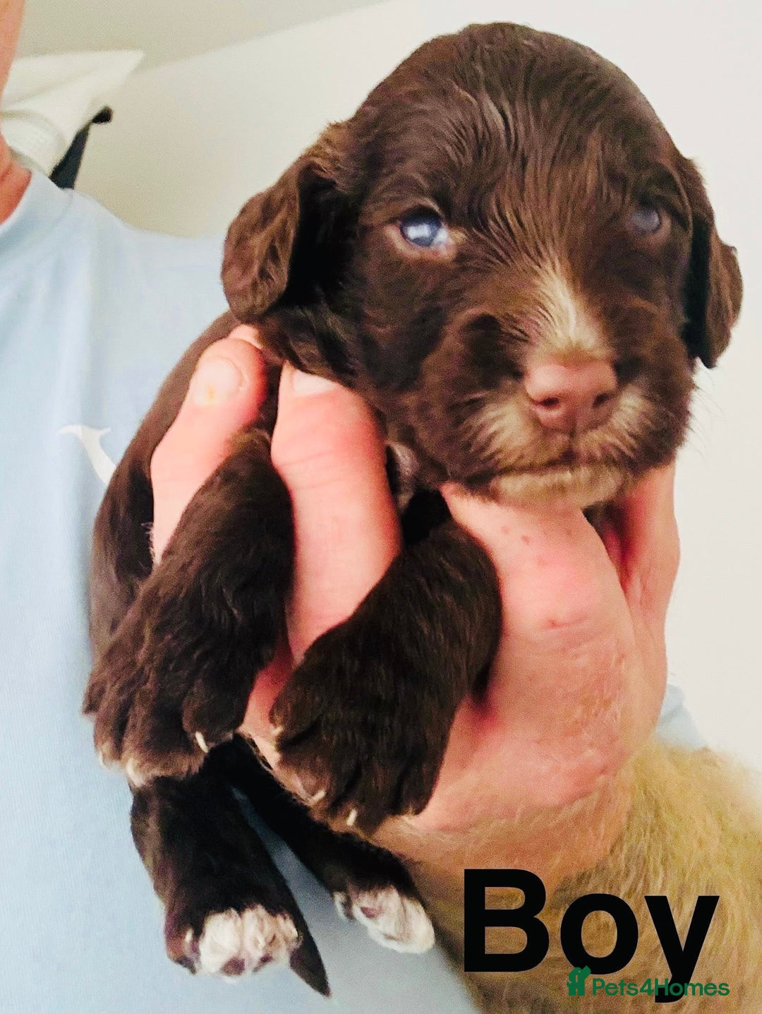 Cockapoo dogs for sale: DNA tested cockapoo puppies ready 27th October - Image 10