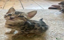 Bengal cats for sale: Pure bengal kittens - Image 22