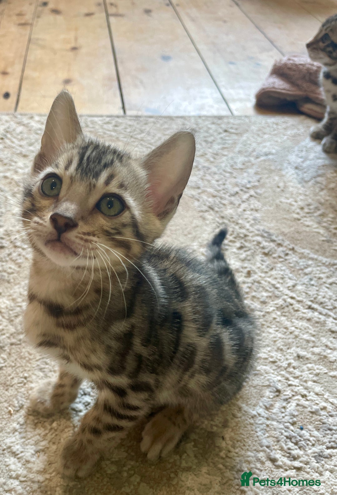 Bengal cats for sale: Pure bengal kittens - Image 22