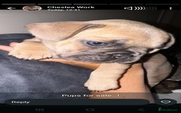 French Bulldog dogs for sale: 3 female french bulldog puppies - Image 12