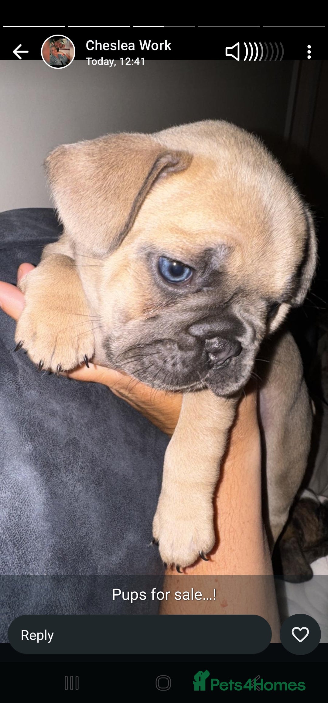 French Bulldog dogs for sale: 3 female french bulldog puppies - Image 12