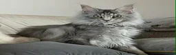 Maine Coon cats for sale: Beautiful Maine Coon Kittens - Advert 2