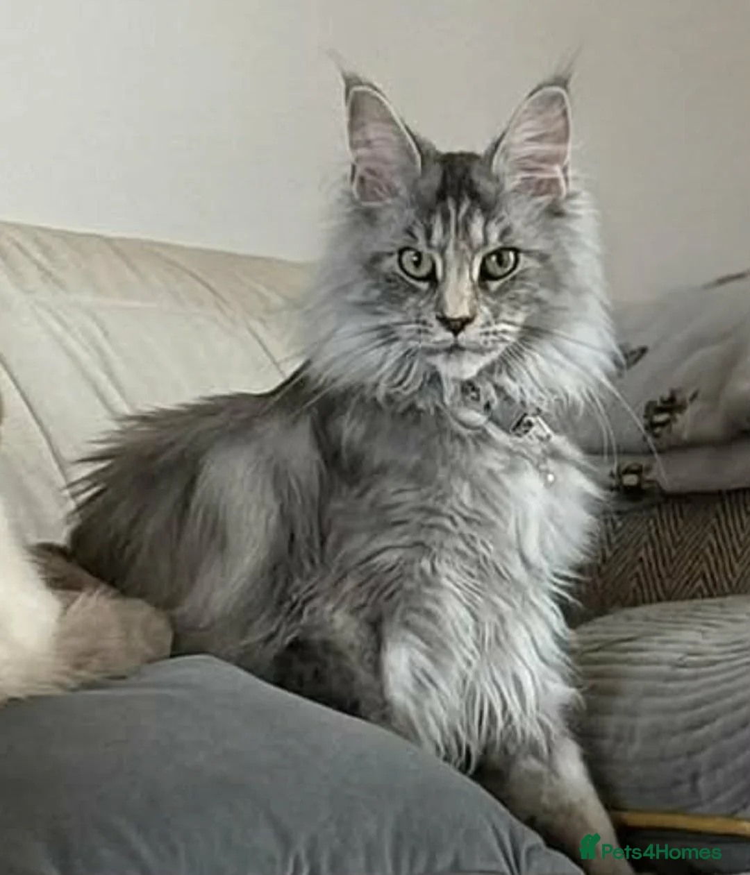 Maine Coon cats for sale: Beautiful Maine Coon Kittens - Advert 2
