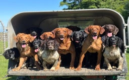 Labrador Retriever dogs for sale: KC Labrador puppies - Advert 5