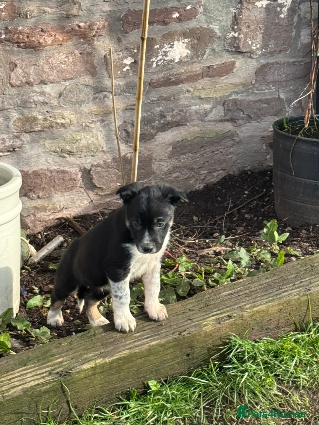 Border Collie dogs for sale: Border collie pups ready from 20th February  - Advert 3