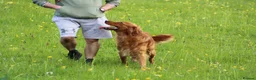 Golden Retriever dogs for stud: Dark Golden Retriever stud dog in Newark - Advert 5