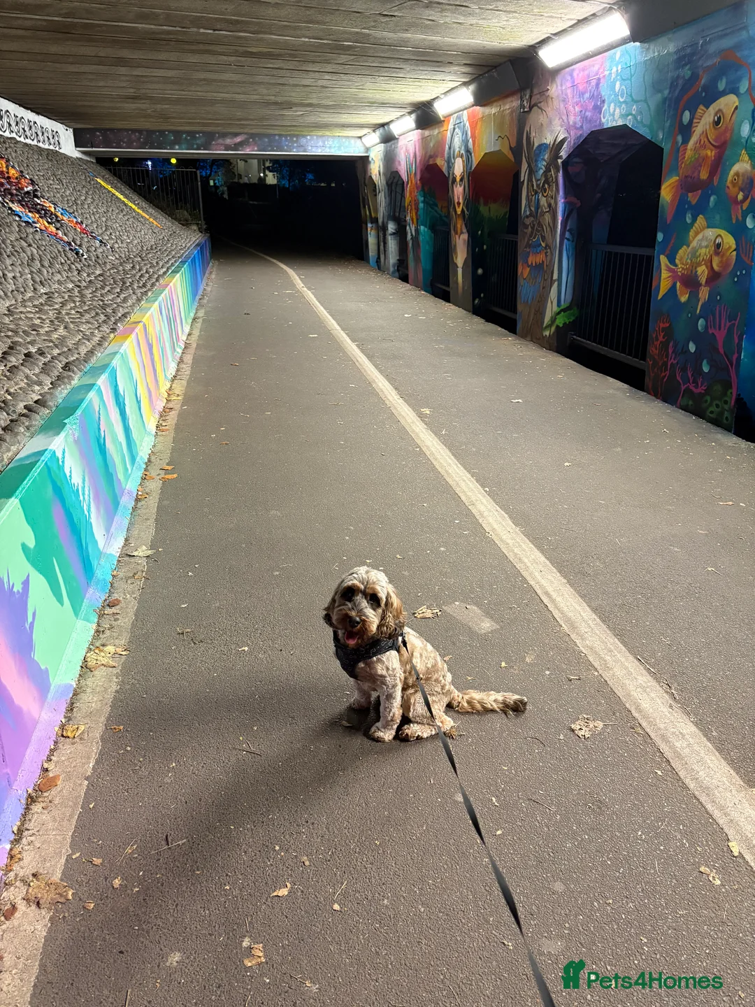 Cockapoo dogs for sale: Our Lovely 3 year old cockapoo to be rehomed  - Advert 6