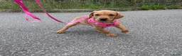 Labrador Retriever dogs for sale: 1 girl left…Beautiful litter of Labrador puppies - Advert 25