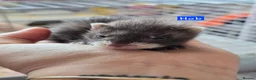 Ferret rodents for sale: Semi Angora Babies in Stourbridge - Advert 9