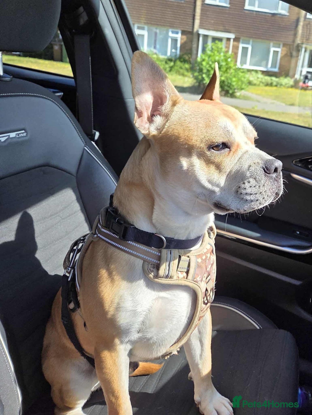 French Bulldog dogs for adoption: FOR ADOPTION - TANGO - BOGNOR REGIS  - Image 1