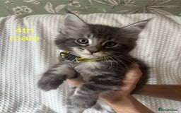 Maine Coon cats for sale: Beautiful blue smoke torbie Maine coon kittens  - Image 7