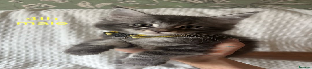 Maine Coon Kitten 4