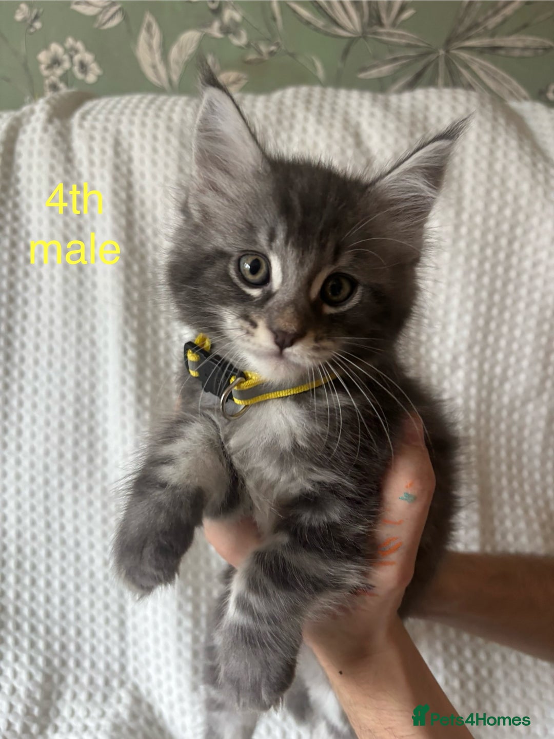 Maine Coon cats for sale: Beautiful blue smoke torbie Maine coon kittens  - Image 7