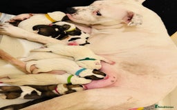 Mixed Breed dogs for sale: Akita Mix with Staffordshire Bull Terrier - Image 7