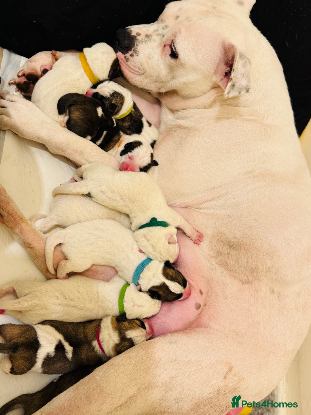 Mixed Breed dogs for sale: Akita Mix with Staffordshire Bull Terrier - Image 7