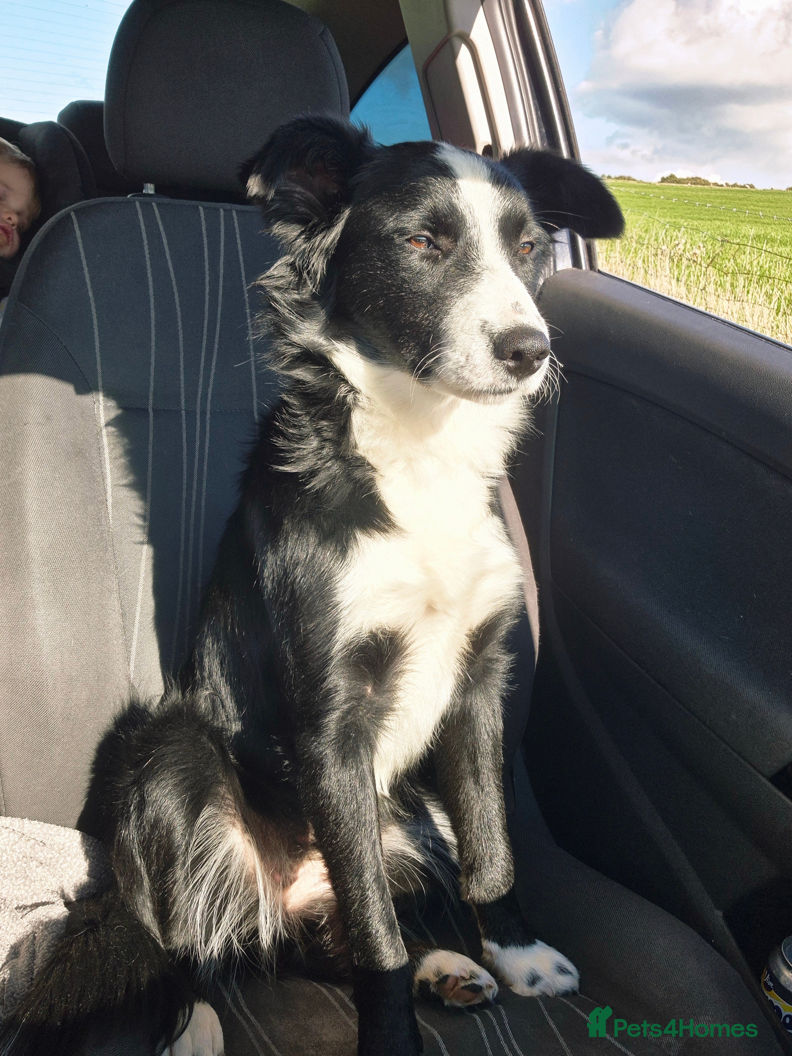 Border Collie dogs Pure border collie puppies  - Advert 4