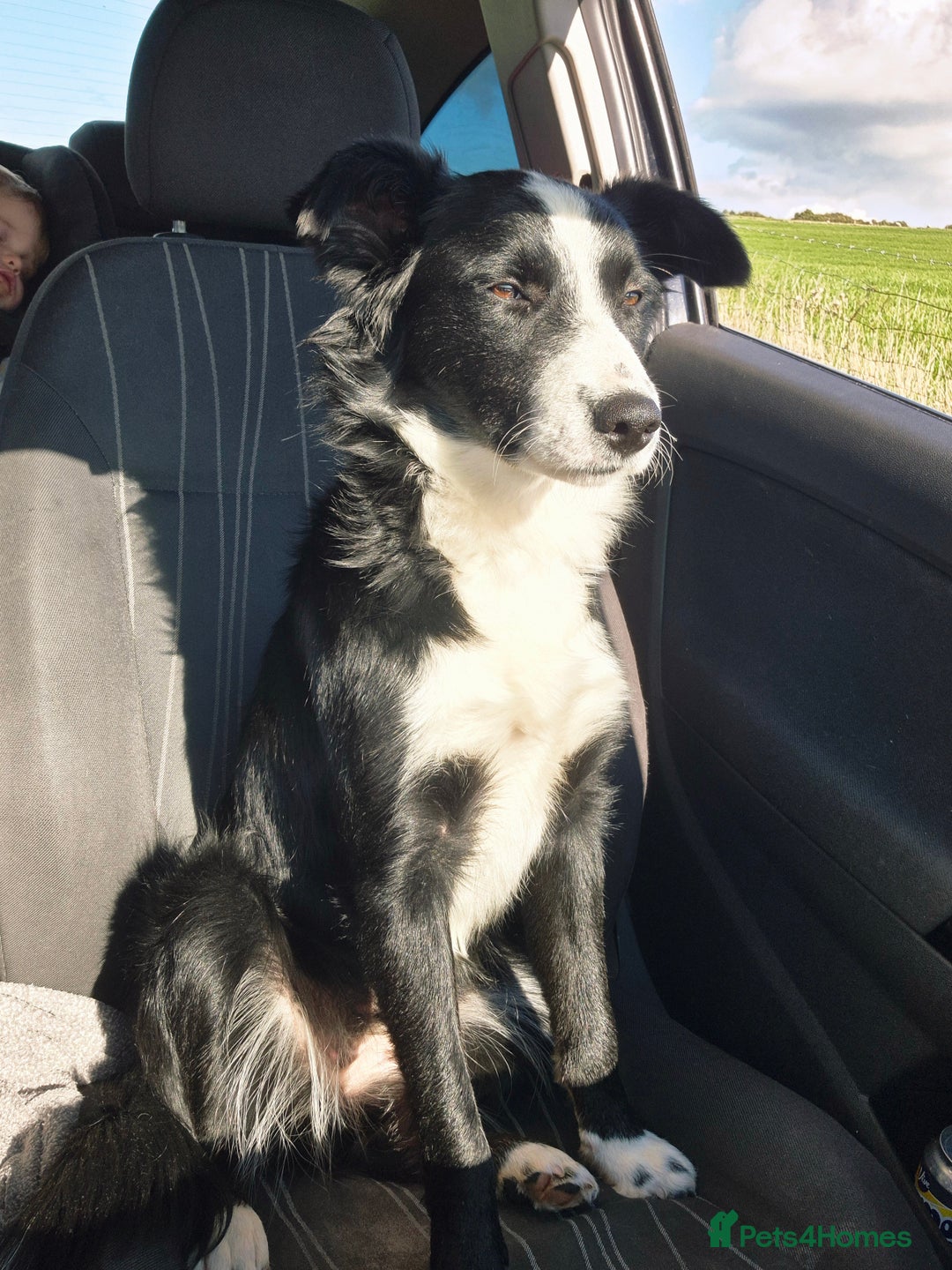 Border Collie dogs for sale: Pure border collie puppies  - Image 1